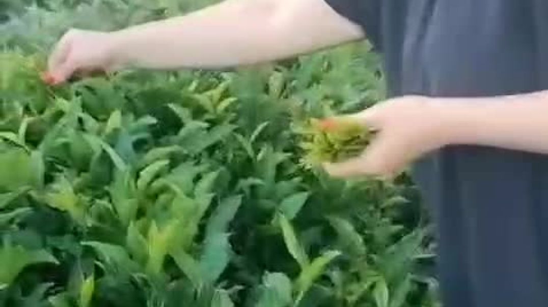 Сбор Чая в Абхазии