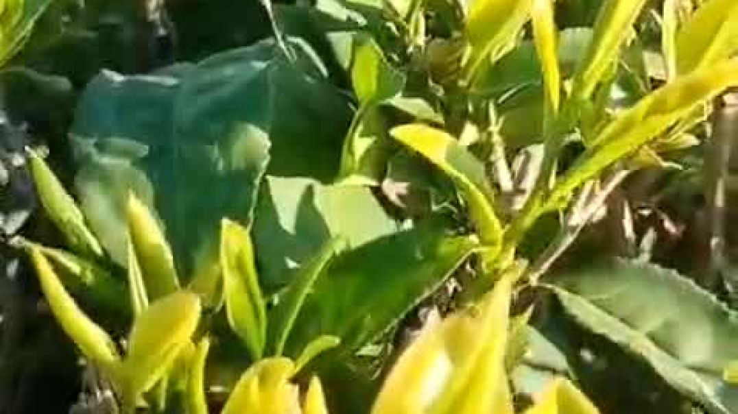 Верхние листочки чая Абхазии